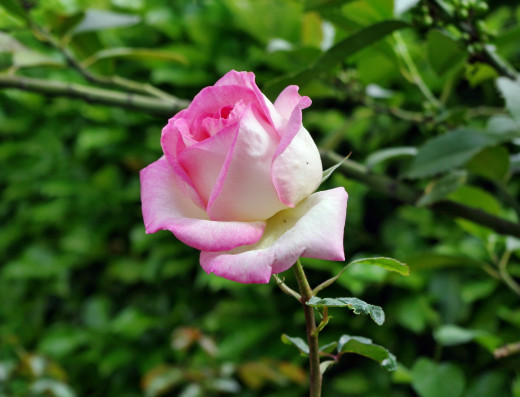 755539 (a): :2500x1908